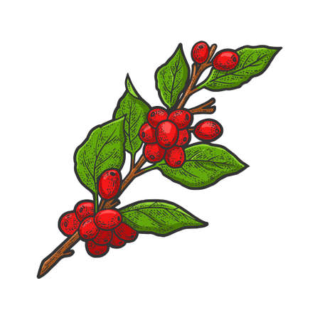 Coffee plant tree color sketch engraving vector illustration. T-shirt apparel print design. Scratch board imitation. Black and white hand drawn image.のイラスト素材
