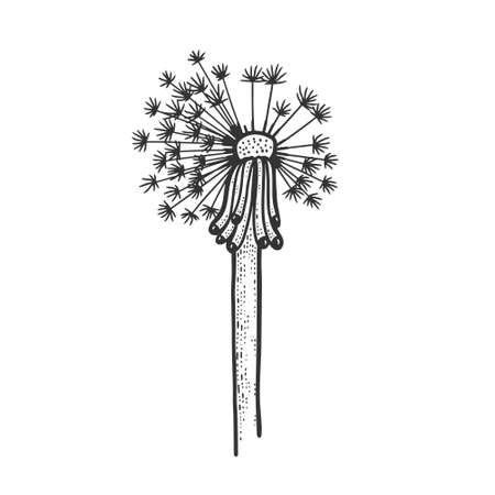 dandelion flower plant sketch engraving vector illustration. T-shirt apparel print design. Scratch board imitation. Black and white hand drawn image.のイラスト素材