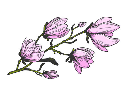 Magnolia branch color sketch engraving vector illustration. Scratch board style imitation. Hand drawn image.のイラスト素材