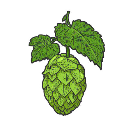 Beer hop cone color sketch engraving vector illustration. T-shirt apparel print design. Scratch board imitation. Black and white hand drawn image.のイラスト素材