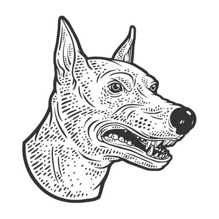 Angry growling doberman dog head sketch engraving vector illustration. T-shirt apparel print design. Scratch board imitation. Black and white hand drawn image.のイラスト素材