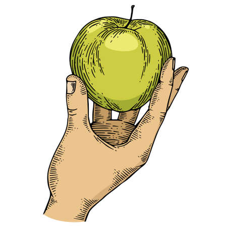 Apple in hand color sketch engraving vector illustration. Scratch board style imitation. Black and white hand drawn image.のイラスト素材
