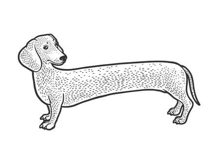 very long dachshund dog sketch engraving vector illustration. T-shirt apparel print design. Scratch board imitation. Black and white hand drawn image.のイラスト素材