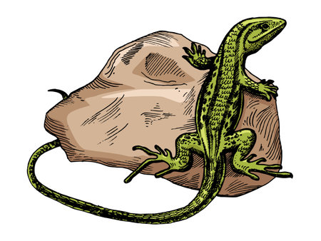 lizard on stone animal color sketch engraving vector illustration. Scratch board style imitation. Hand drawn image.のイラスト素材