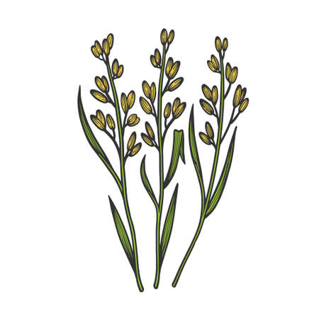 rice oryza cereal plant color sketch engraving vector illustration. T-shirt apparel print design. Scratch board imitation. Black and white hand drawn image.のイラスト素材