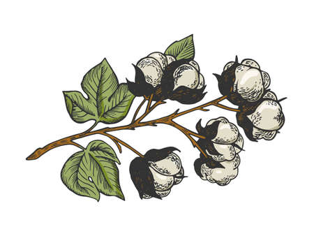 Cotton branch line art color sketch engraving vector illustration. T-shirt apparel print design. Scratch board imitation. Black and white hand drawn image.のイラスト素材