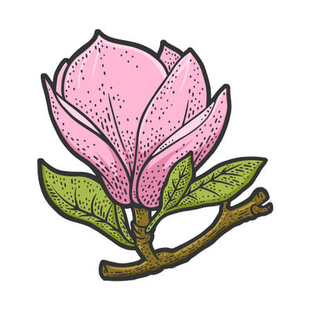 magnolia flower plant color line art sketch engraving vector illustration. T-shirt apparel print design. Scratch board imitation. Black and white hand drawn image.のイラスト素材