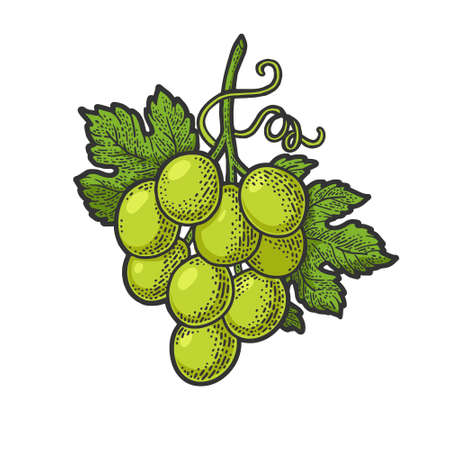 small bunch of grapes color line art sketch engraving vector illustration. T-shirt apparel print design. Scratch board imitation. Black and white hand drawn image.のイラスト素材
