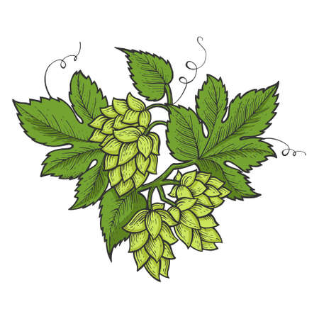 Hops plant beer ingredient line art sketch engraving vector illustration. T-shirt apparel print...