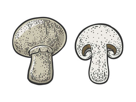 Cut champignon mushroom color line art sketch engraving vector illustration. T-shirt apparel print design. Scratch board imitation. Black and white hand drawn image.のイラスト素材