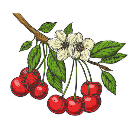 Cherry tree branch color line art sketch engraving vector illustration. T-shirt apparel print design. Scratch board imitation. Black and white hand drawn image.のイラスト素材