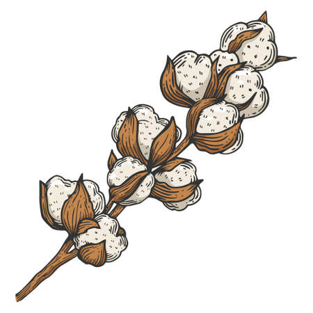 cotton plant branch color line art sketch engraving vector illustration. T-shirt apparel print design. Scratch board imitation. Black and white hand drawn image.のイラスト素材