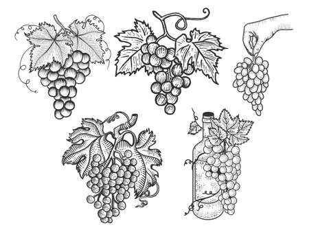 Grapes berry set collection sketch engraving vector illustration. T-shirt apparel print design. Scratch board imitation. Black and white hand drawn image.のイラスト素材