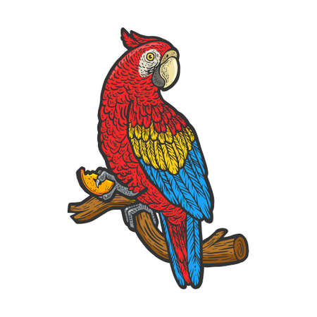 parrot with apple in the foot color sketch engraving vector illustration. T-shirt apparel print design. Scratch board imitation. Black and white hand drawn image.のイラスト素材
