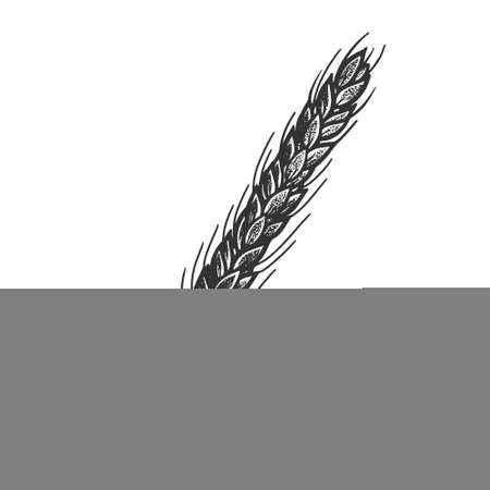 wheat spikelet sketch engraving vector illustration. T-shirt apparel print design. Scratch board imitation. Black and white hand drawn image.のイラスト素材