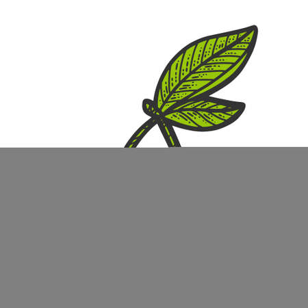 sweet cherry berry color sketch engraving vector illustration. T-shirt apparel print design. Scratch board imitation. Black and white hand drawn image.のイラスト素材