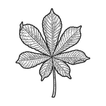 chestnut leaf sketch engraving vector illustration. T-shirt apparel print design. Scratch board imitation. Black and white hand drawn image.のイラスト素材