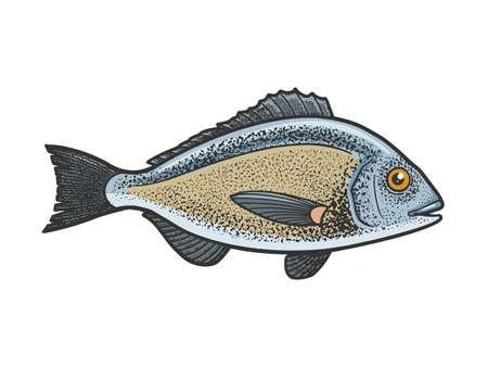 Gilt head bream dorada fish color sketch engraving vector illustration. T-shirt apparel print...