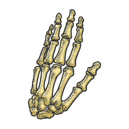 hand bones skeleton color sketch engraving vector illustration. T-shirt apparel print design....