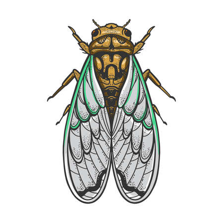 Cicadidae cicada insect animal color sketch engraving raster illustration. T-shirt apparel print design. Scratch board imitation. Black and white hand drawn image.の写真素材