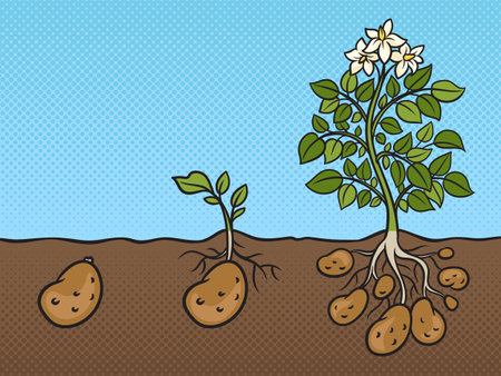 three stages of growth of potato plant pinup pop art retro vector illustration. Comic book style imitation.のイラスト素材
