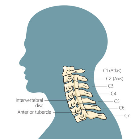 Structure of the human cervical spine schematic vector illustration. Medical science educational illustrationのイラスト素材