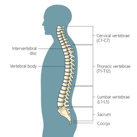 Human spine structure vertebral column diagram schematic vector illustration. Medical science educational illustrationのイラスト素材
