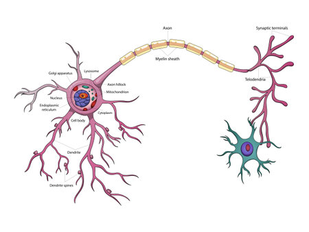 Neuron structure brain cell diagram schematic vector illustration. Medical science educational illustrationのイラスト素材