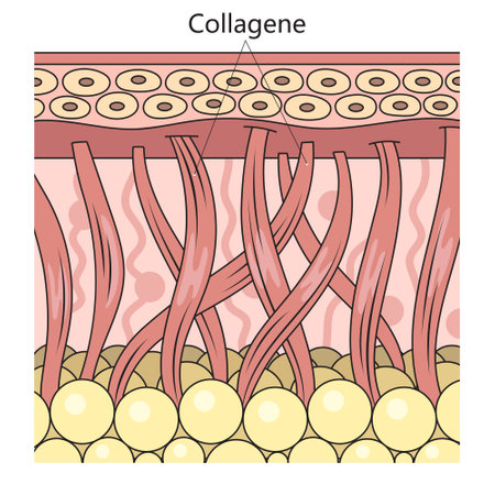 Collagen protein in skin structure diagram schematic vector illustration. Medical science educational illustrationのイラスト素材