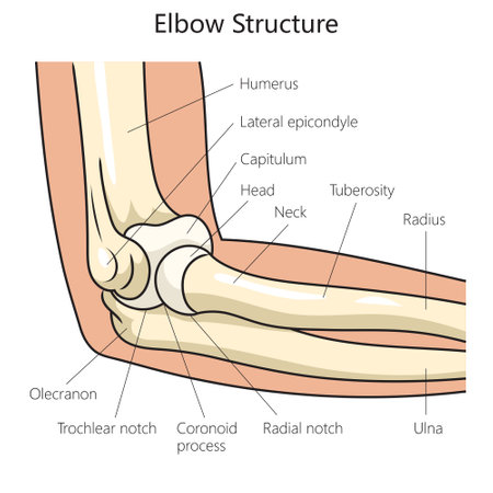 Anatomy structure of the human elbow diagram schematic vector illustration. Medical science educational illustrationのイラスト素材