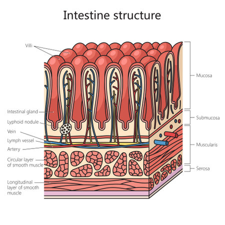 Human gut structure intestinal wall diagram schematic vector illustration. Medical science educational illustrationのイラスト素材