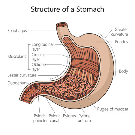 Structure of stomach diagram schematic raster illustration. Medical science educational illustrationの写真素材