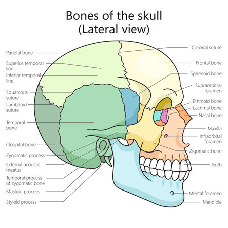 Human skull bones structure lateral view diagram schematic raster illustration. Medical science educational illustrationの写真素材