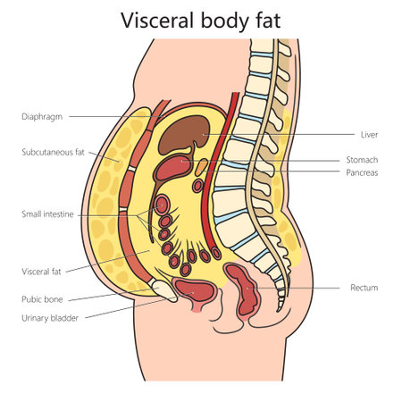 White adipose tissue visceral fat diagram schematic vector illustration. Medical science educational illustrationのイラスト素材