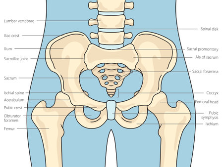 Pelvis bones structure scheme diagram schematic vector illustration. Medical science educational illustrationのイラスト素材