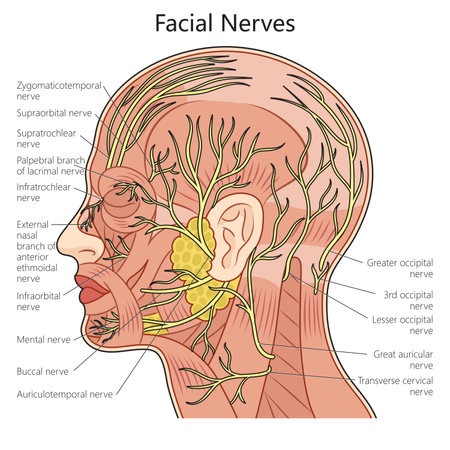 Human Facial nerve structure scheme diagram schematic raster illustration. Medical science educational illustrationの写真素材
