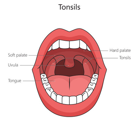 Human tonsil structure diagram schematic vector illustration. Medical science educational...