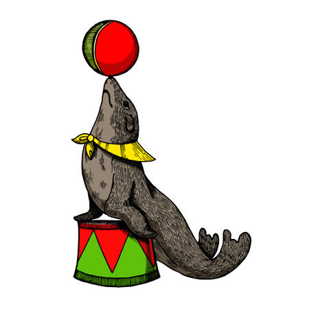 Circus seal with ball engraving sketch hand drawn color vector illustration. Scratch board style imitation. Hand drawn image.のイラスト素材