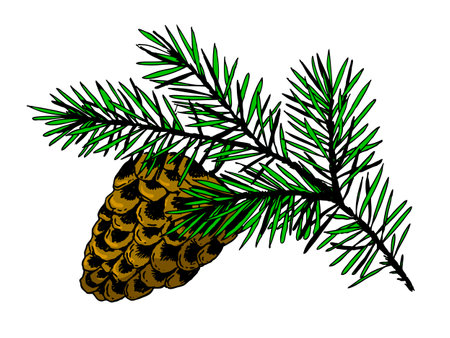 Branch of pine with cone engraving sketch style hand drawn color vector illustration. Scratch board style imitation. Hand-drawn image.のイラスト素材