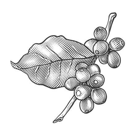 Coffee branch with leaves hand drawn engraving style vector illustration. Scratch board style imitation. Black and white hand drawn image.のイラスト素材