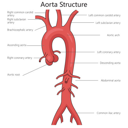 Aorta largest human artery structure vertebral column diagram hand drawn schematic vector illustration. Medical science educational illustrationのイラスト素材