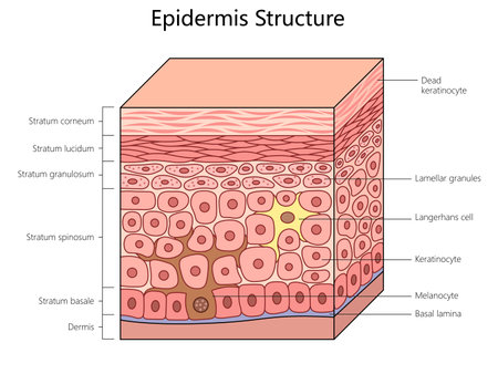epidermis structure, labeling all layers and cells, including melanocytes and keratinocytes in the human skin structure diagram schematic raster illustration. Medical science educational illustrationの写真素材