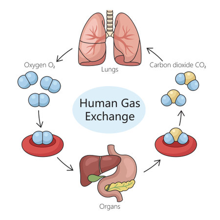 Human respiratory gas exchange process, including oxygen intake and carbon dioxide expulsion diagram hand drawn schematic vector illustration. Medical science educational illustrationのイラスト素材