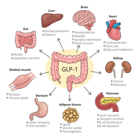 impact of GLP-1 on different organs highlighting physiological changes diagram hand drawn schematic vector illustration. Medical science educational illustrationのイラスト素材