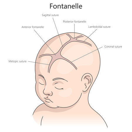 fontanelle and sutures in an infants skull, including anterior and posterior fontanelles, sagittal, coronal, lambdoidal sutures diagram hand drawn vector illustration. Medical science illustrationのイラスト素材