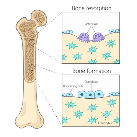 bone resorption and formation processes, highlighting osteoclast and osteoblast activity in bone tissue diagram hand drawn schematic vector illustration. Medical science educational illustrationのイラスト素材