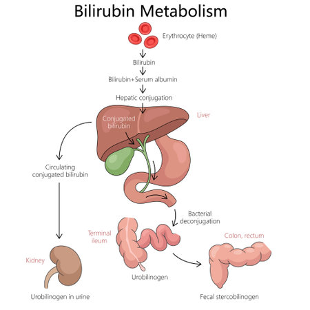Bilirubin Metabolism Process Diagram medicalのイラスト素材