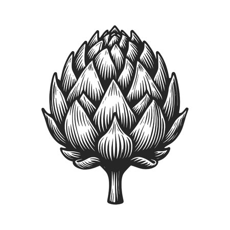 Artichoke Engraved Illustration rasterの写真素材