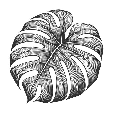Monstera Leaf engraving sketch vector illustrationのイラスト素材