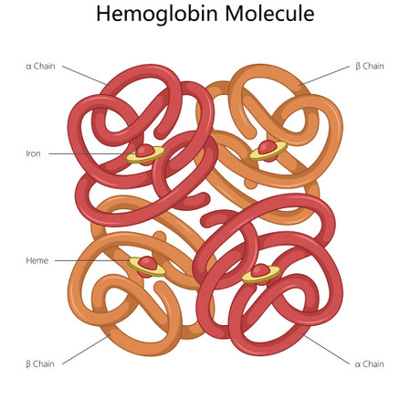 Hemoglobin Molecule Structure diagram scienceのイラスト素材